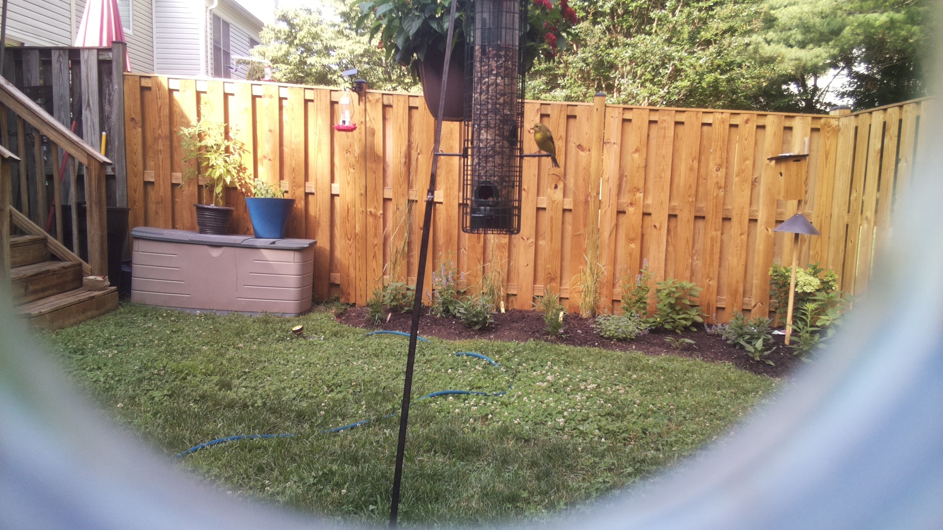 American Goldfinch