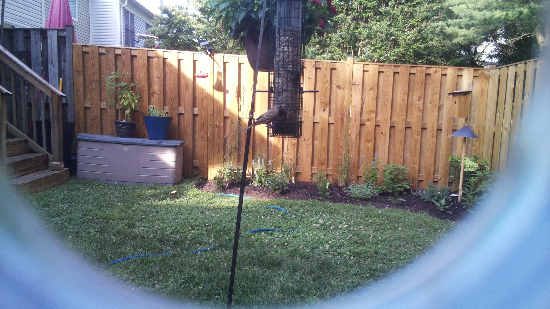 Brown-headed Cowbird