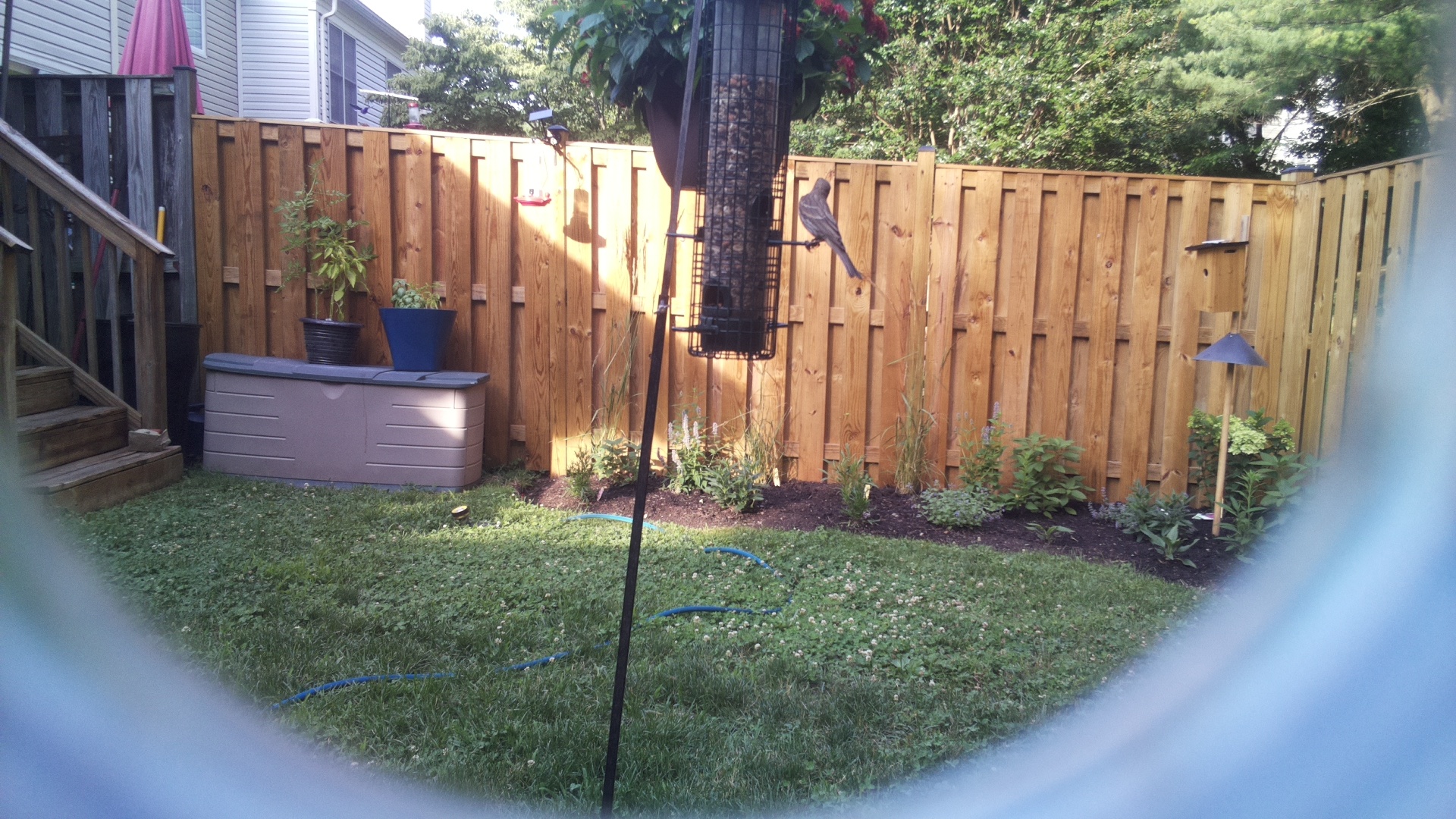 Likely Blackbird/Grackle