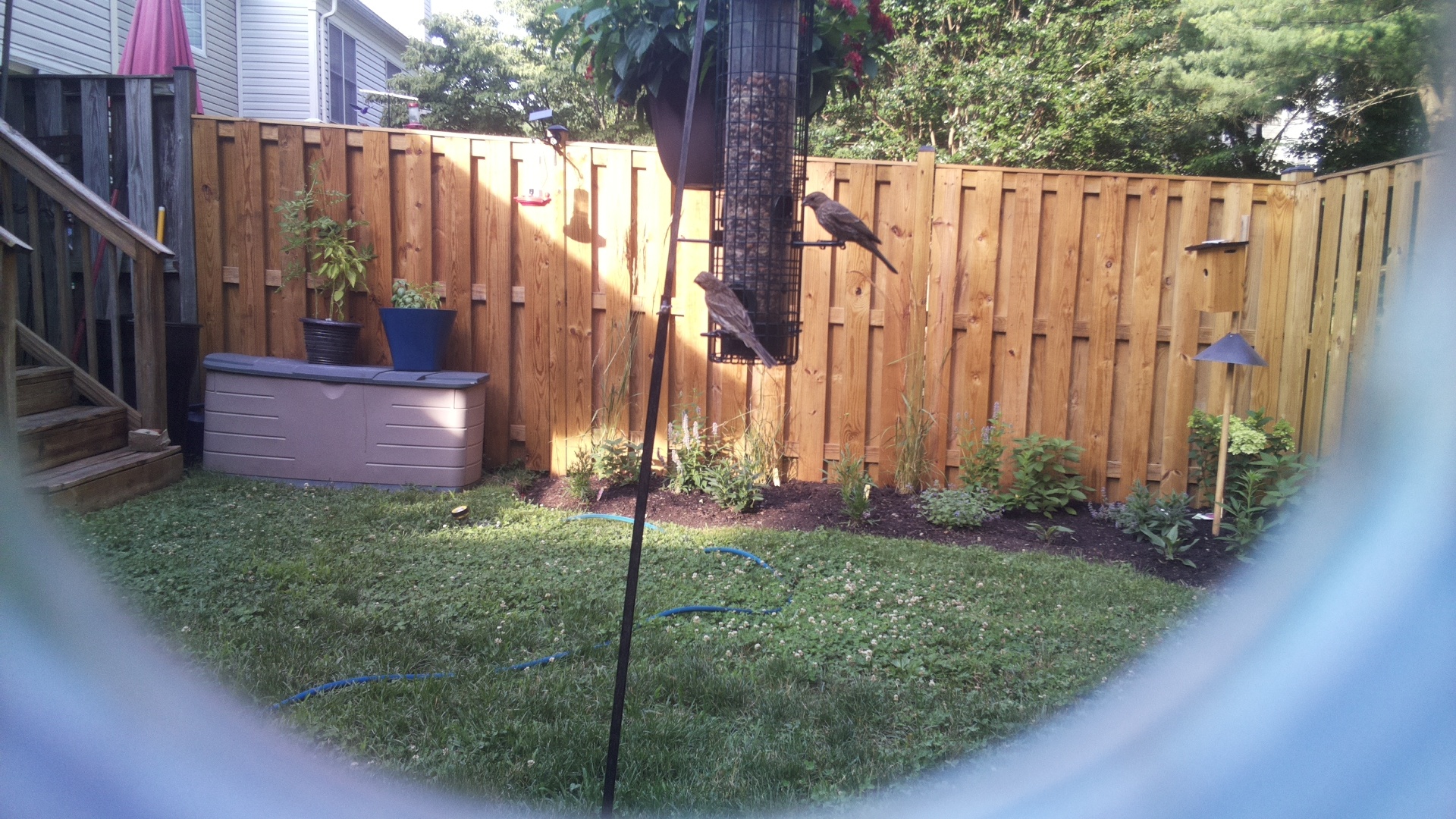 Brown-headed Cowbird