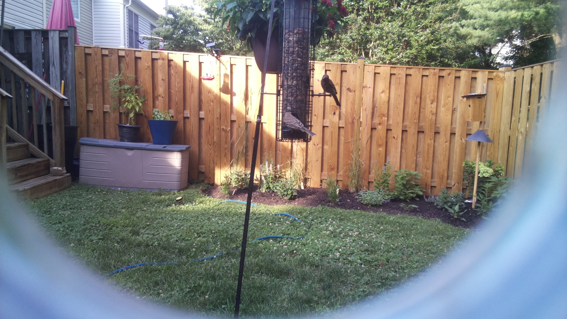 Brown-headed Cowbird