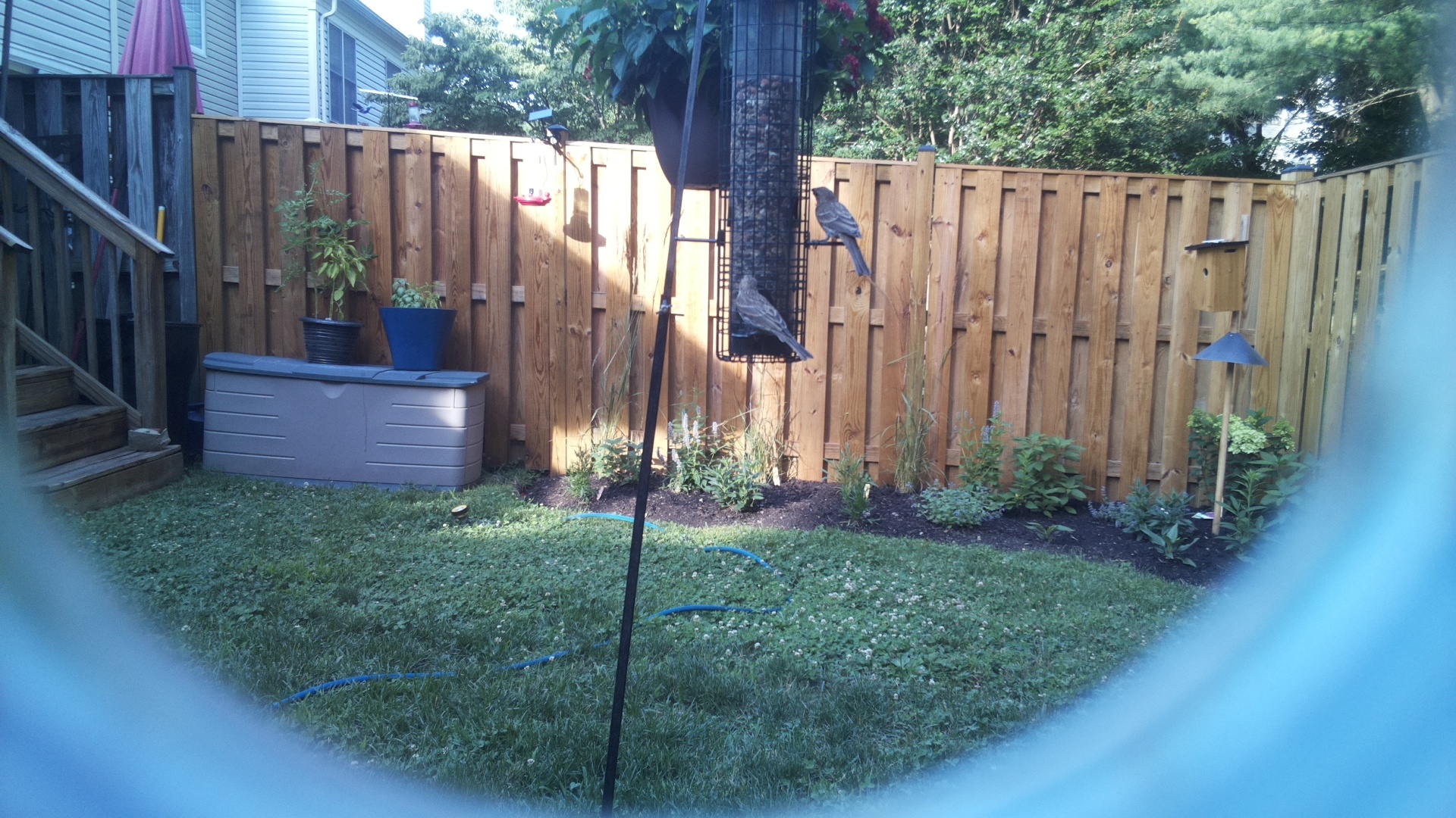 Likely Blackbird/Grackle
