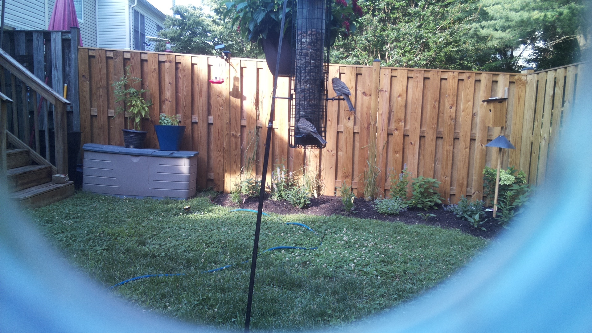 Unknown Bird