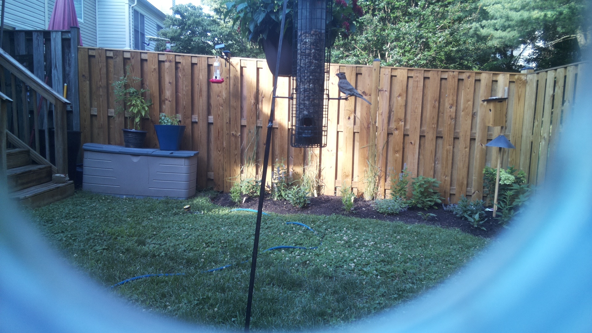 Likely Blackbird/Grackle