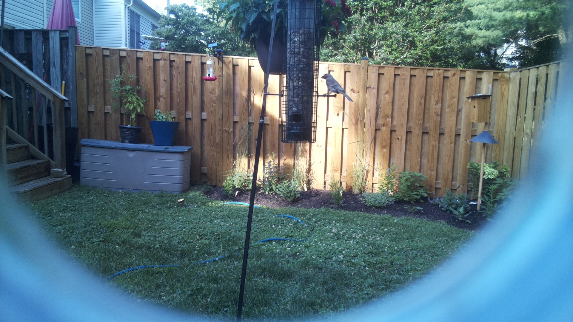 Dark-eyed Junco