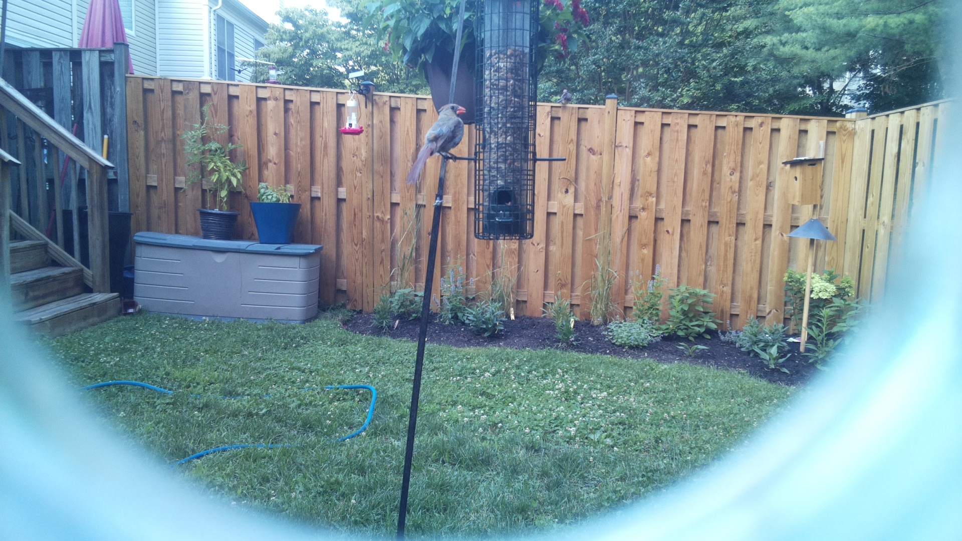 Likely Finch