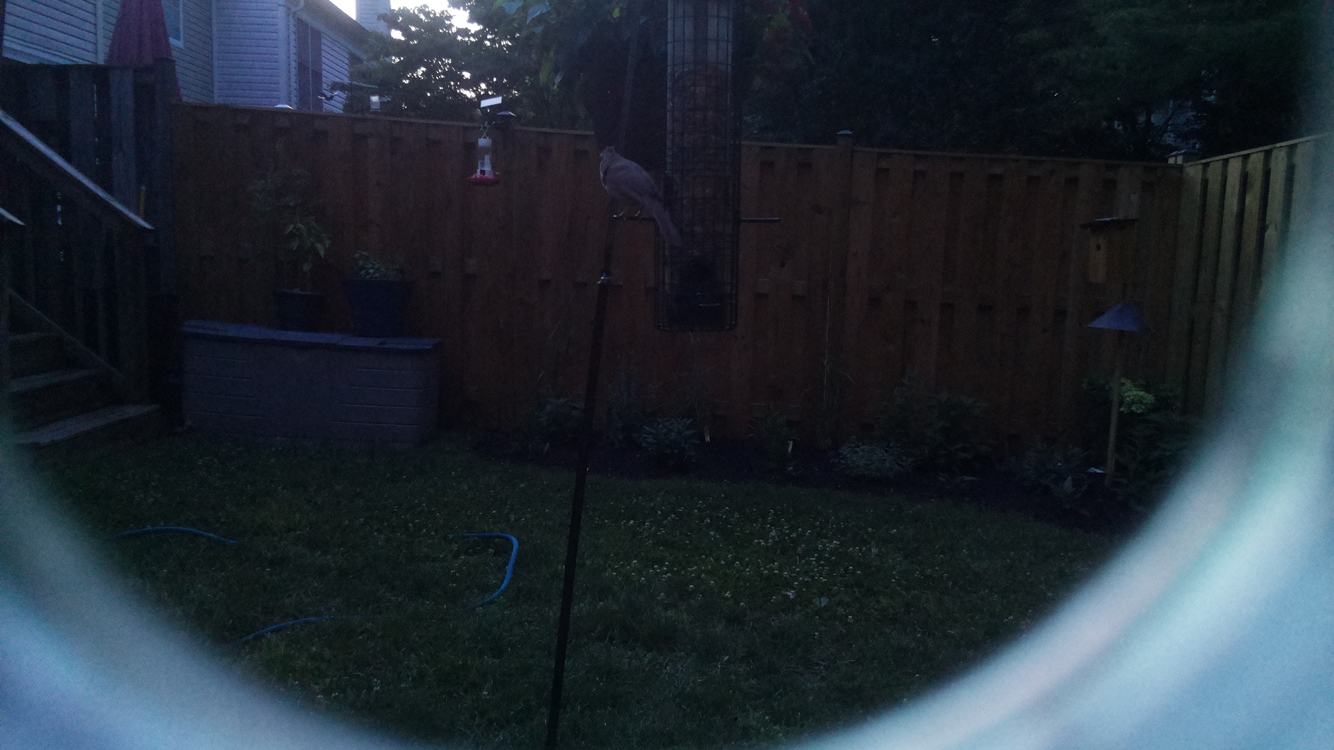 Mourning Dove
