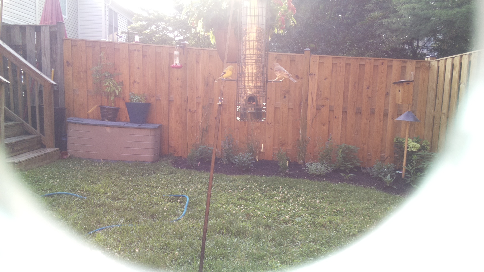 Likely Finch