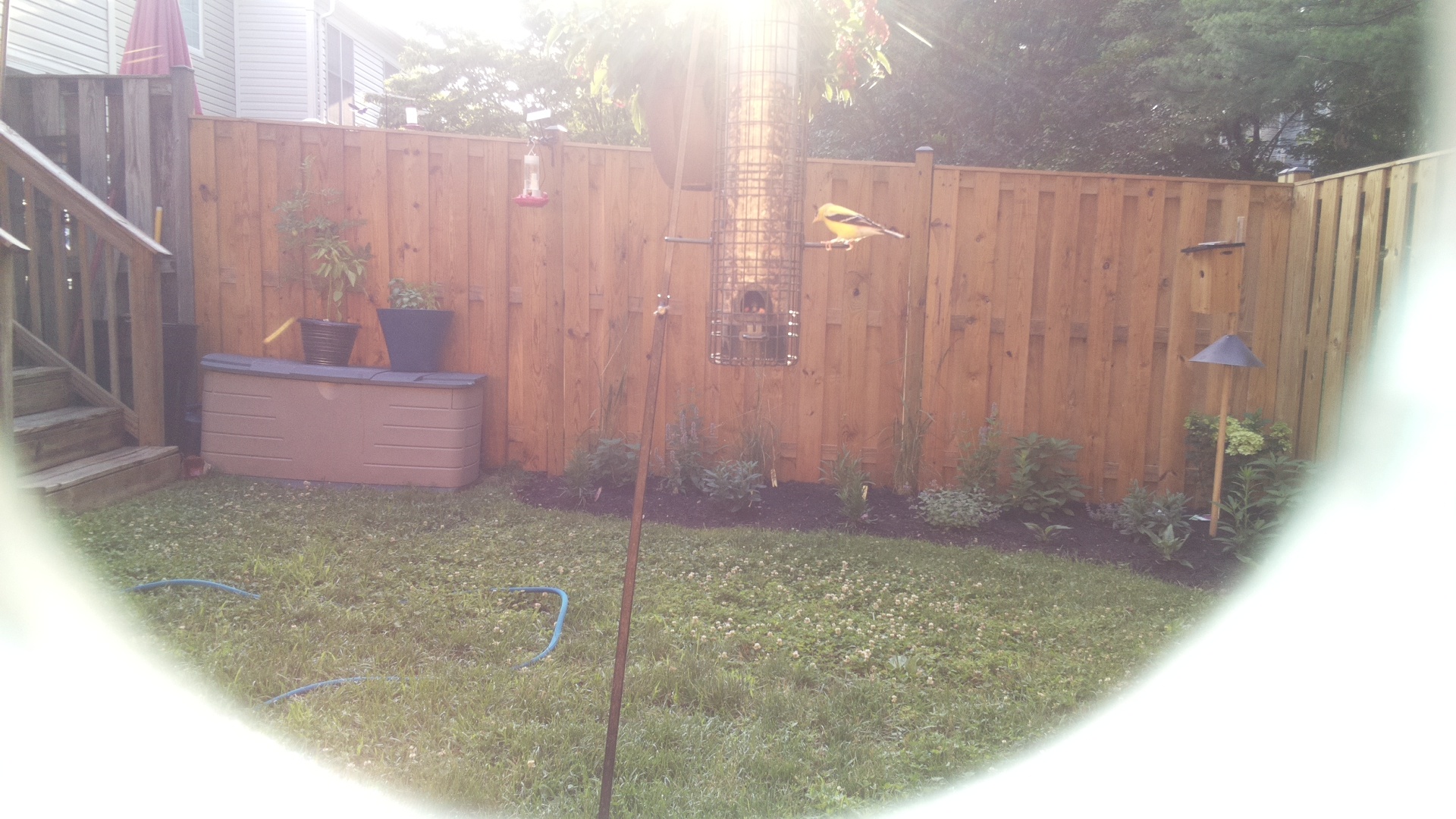 American Goldfinch