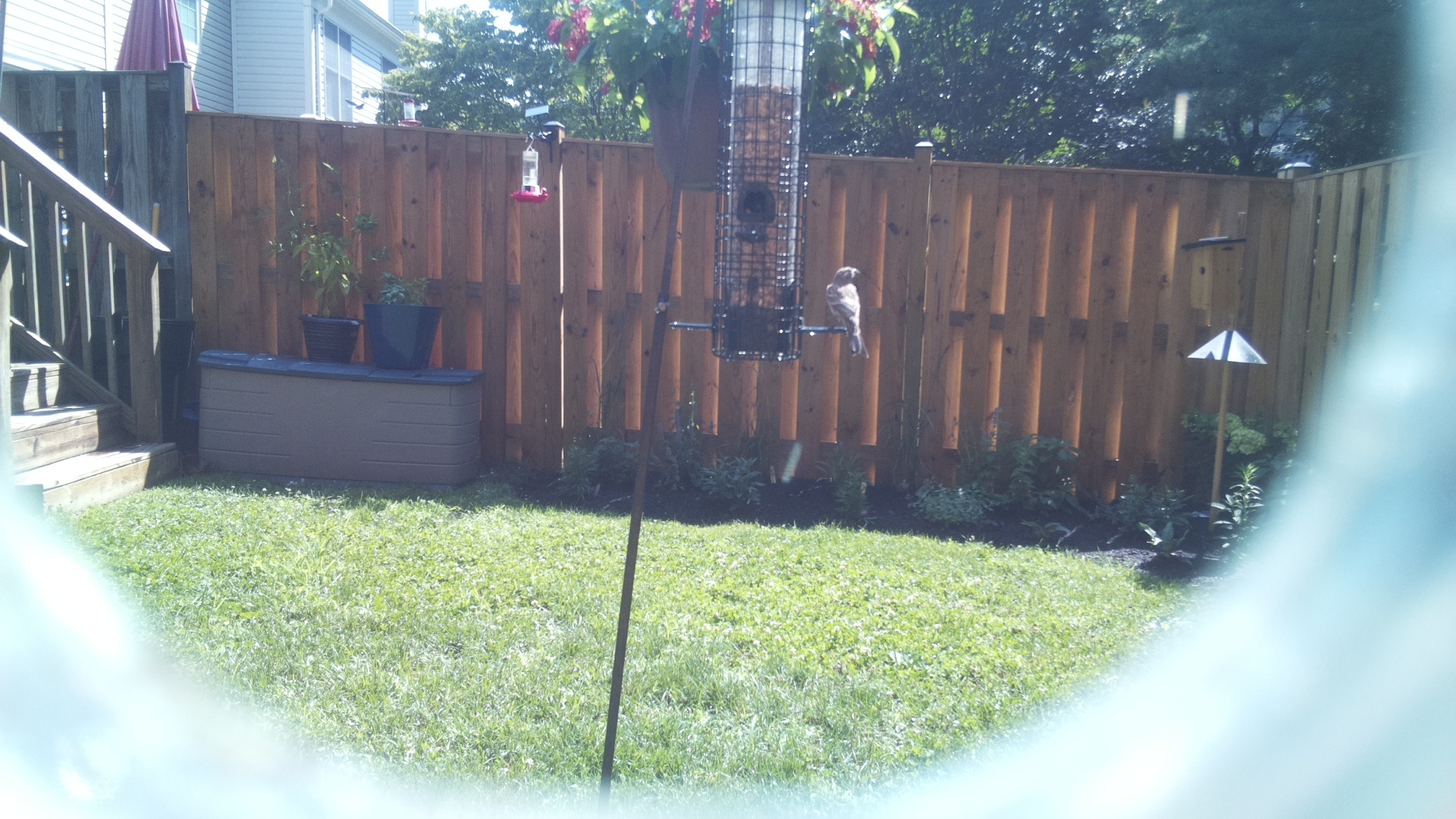 Unknown Bird