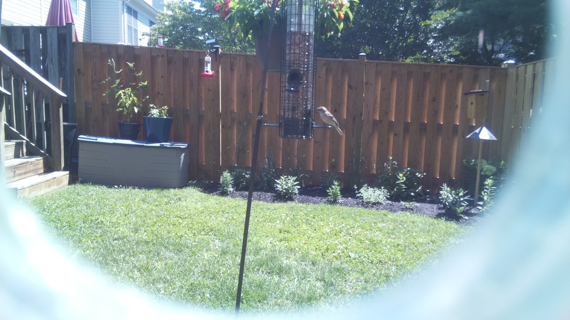 Unknown Bird