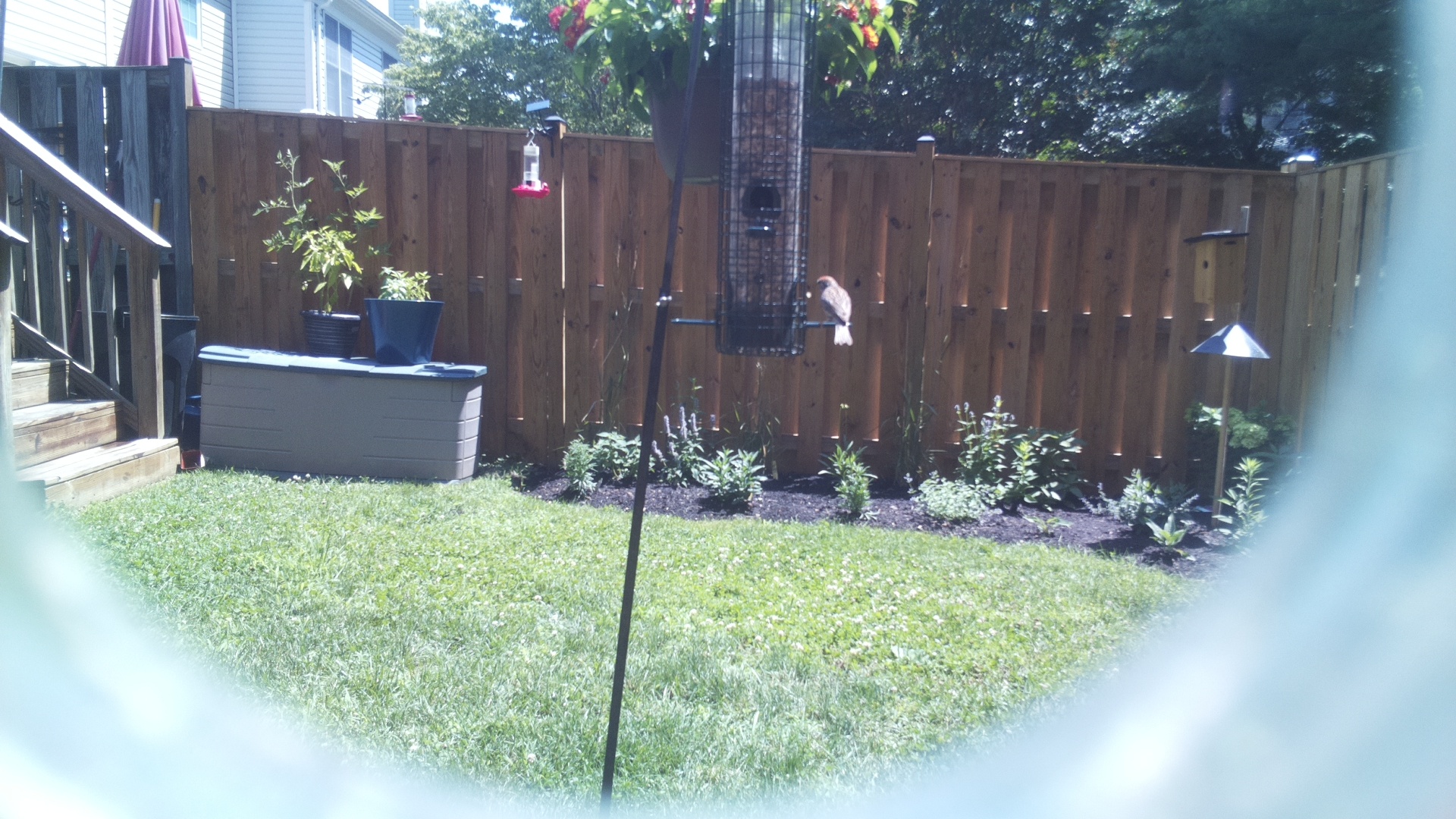 Likely Sparrow