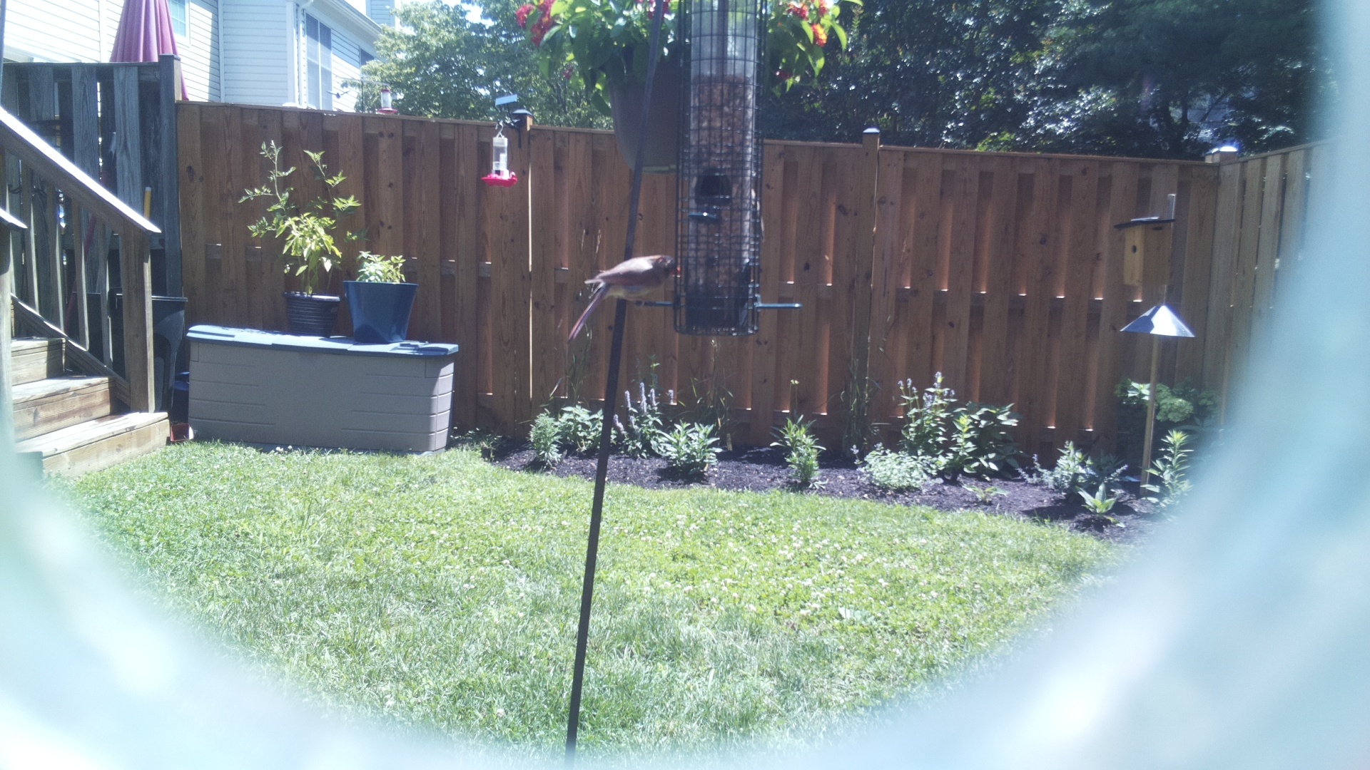 Unknown Bird