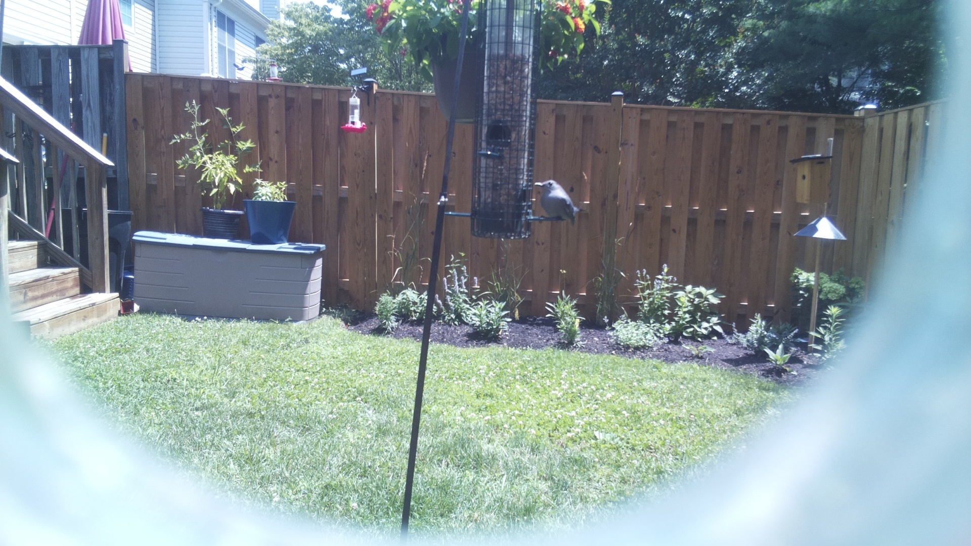Tufted Titmouse