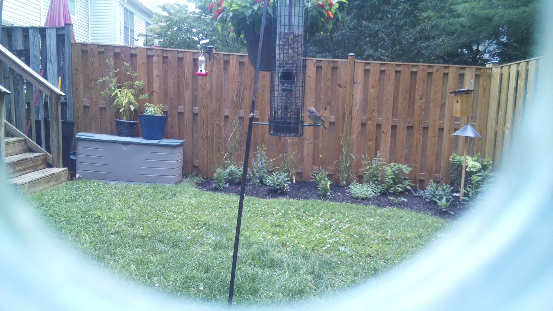 Likely Sparrow