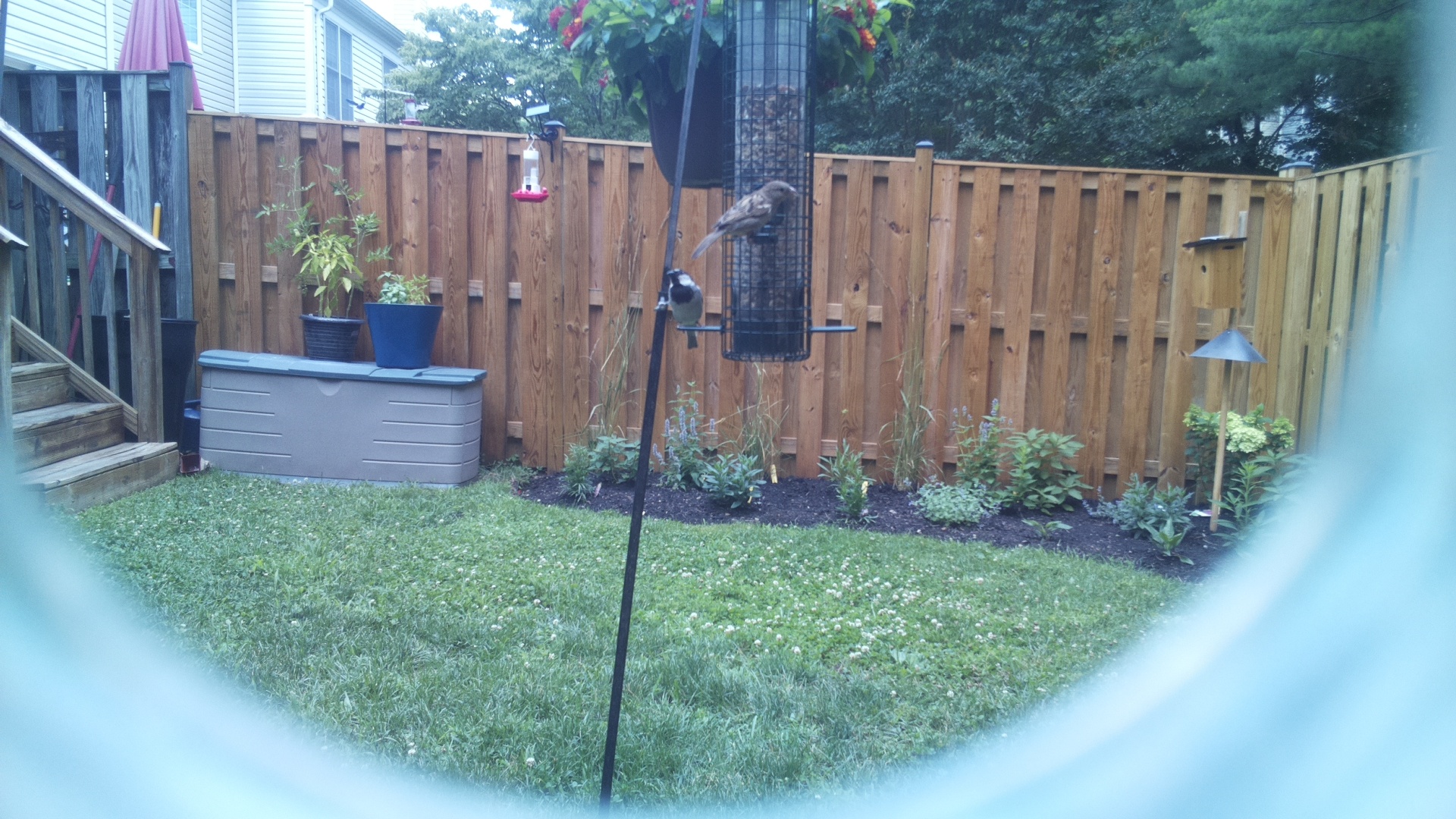 Unknown Bird