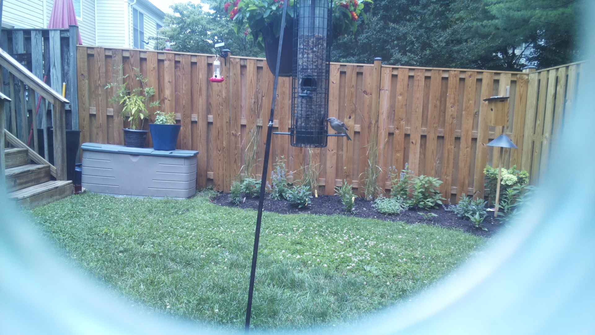 Blue Jay