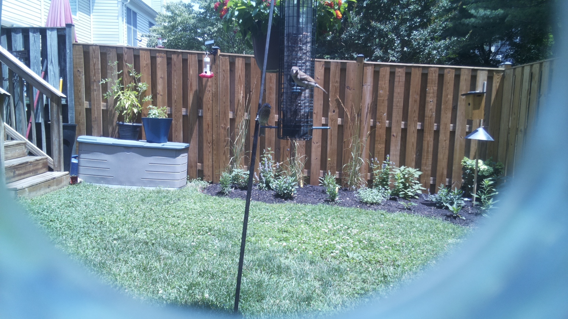 Unknown Bird