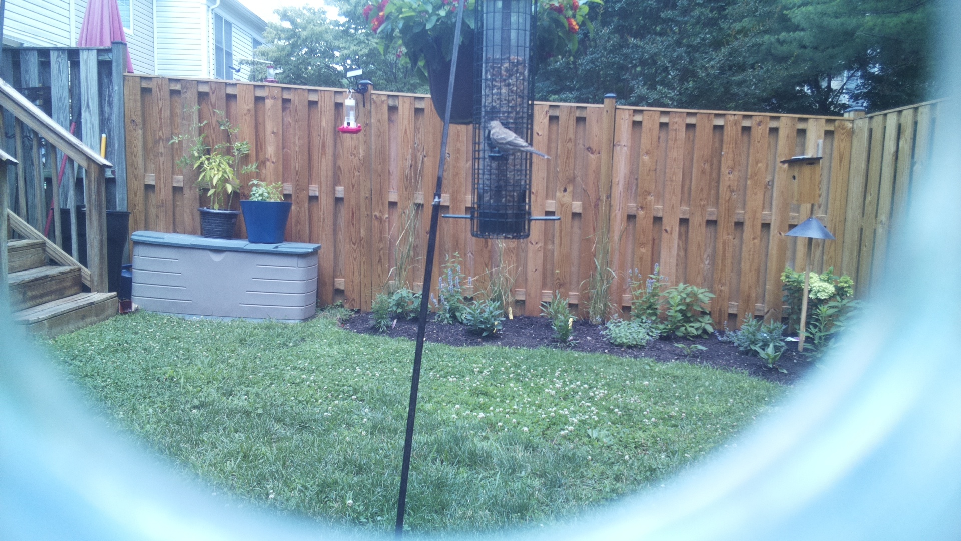 Likely Chickadee/Titmouse