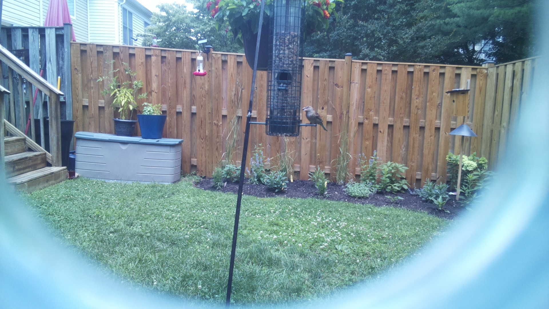 Likely Blackbird/Grackle