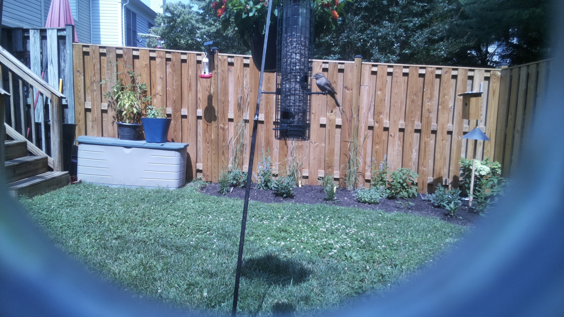 Likely Blackbird/Grackle