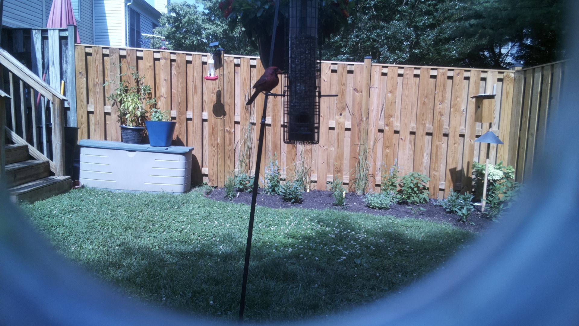 Purple Finch