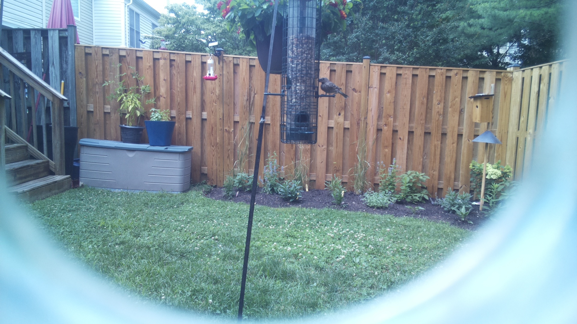 Likely Blackbird/Grackle