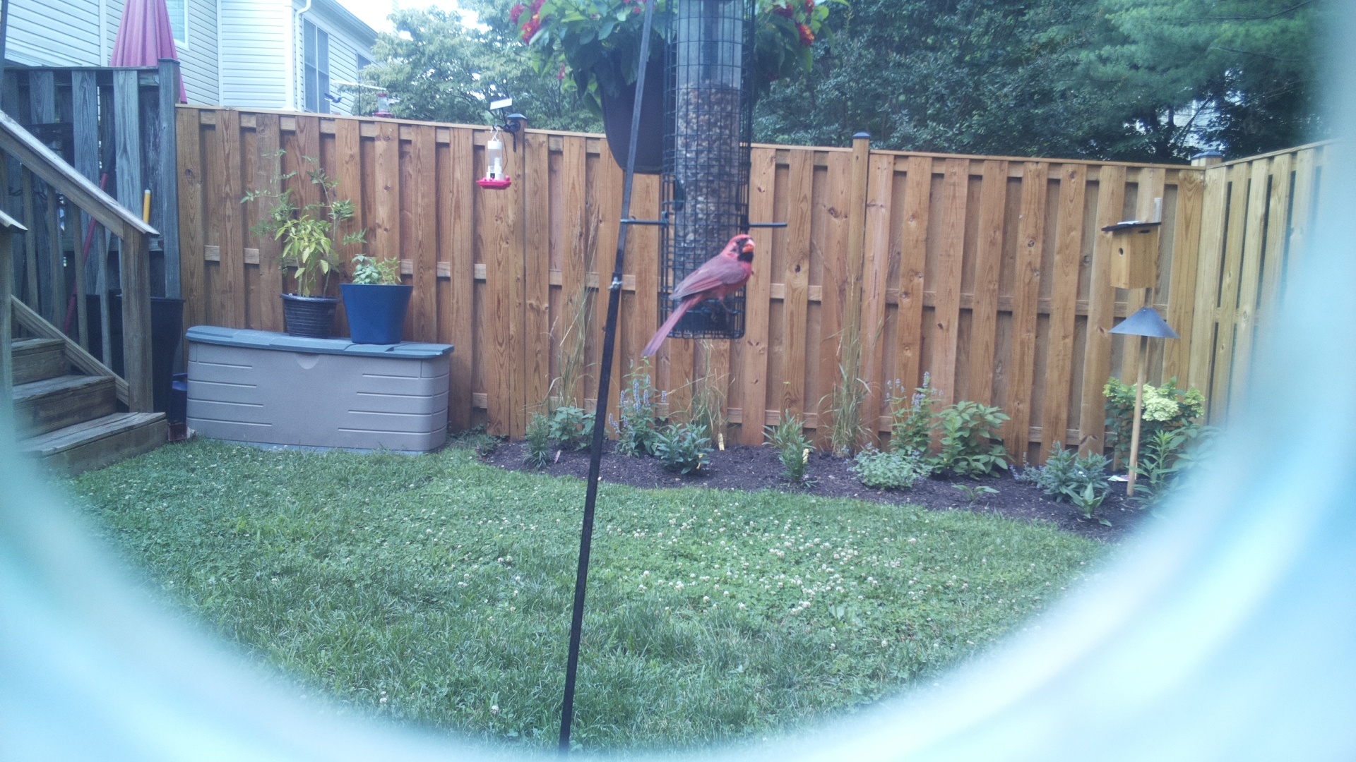 Likely Finch