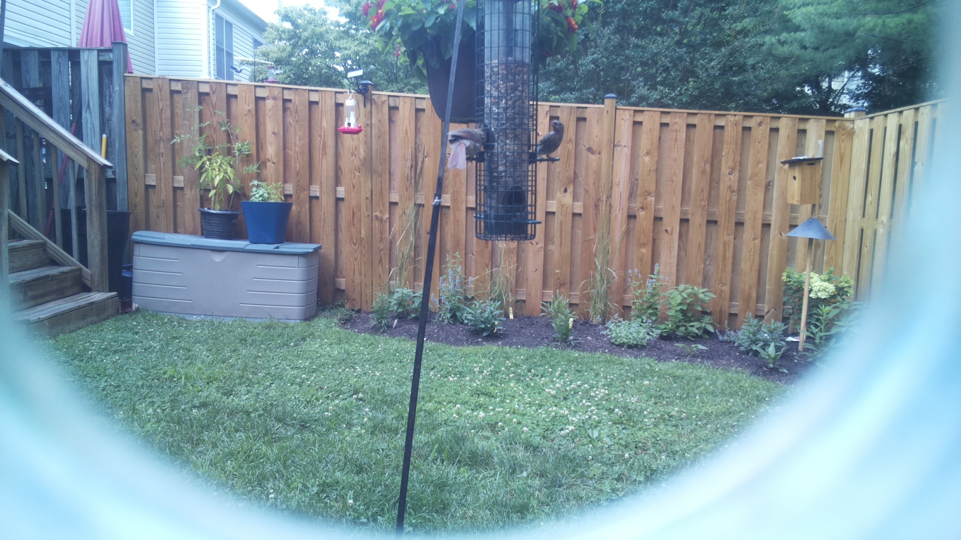 Unknown Bird