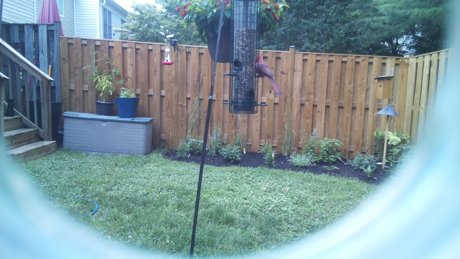 Likely Finch