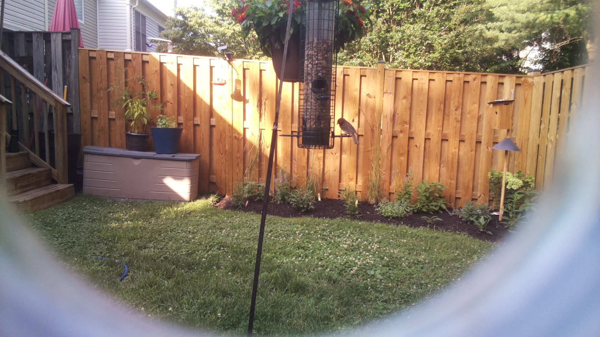 Likely Blackbird/Grackle