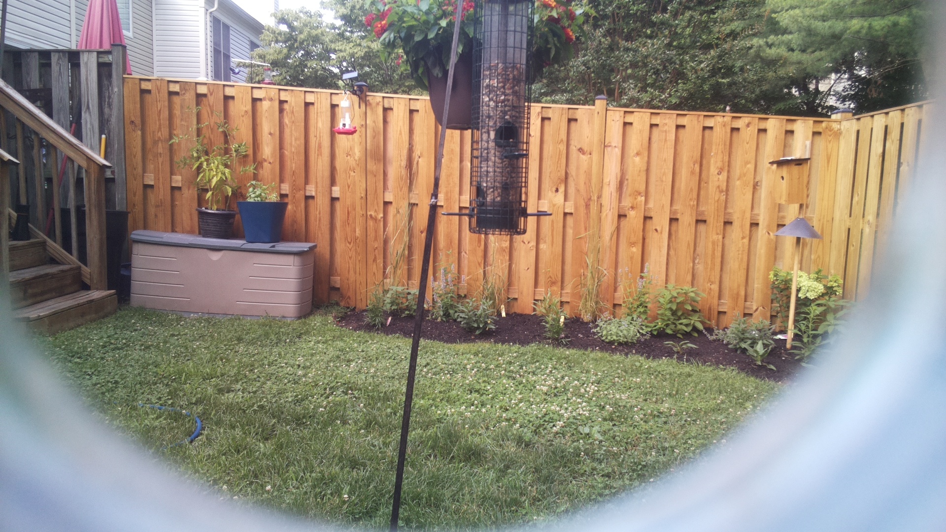 Blue Jay
