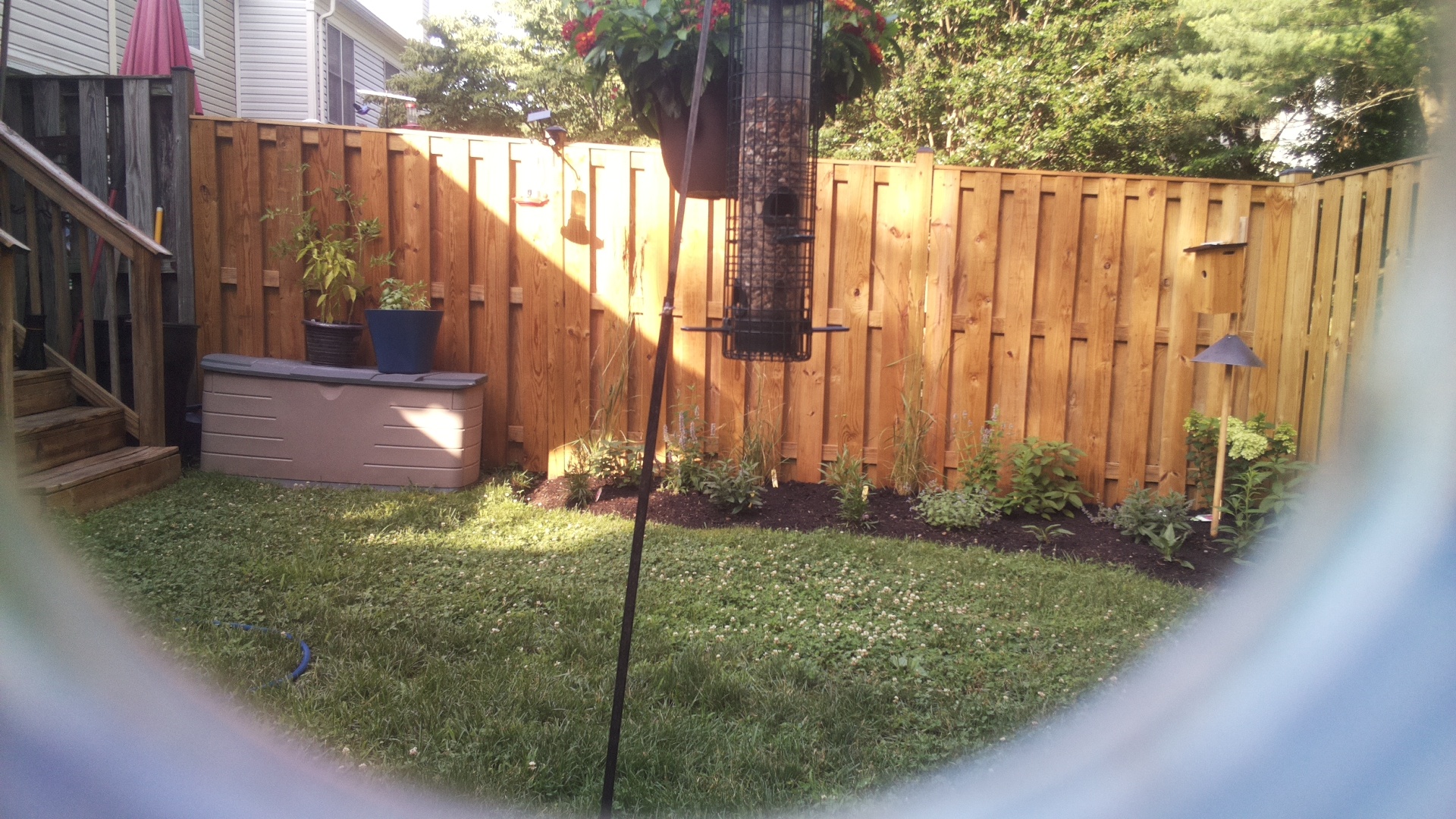 Blue Jay