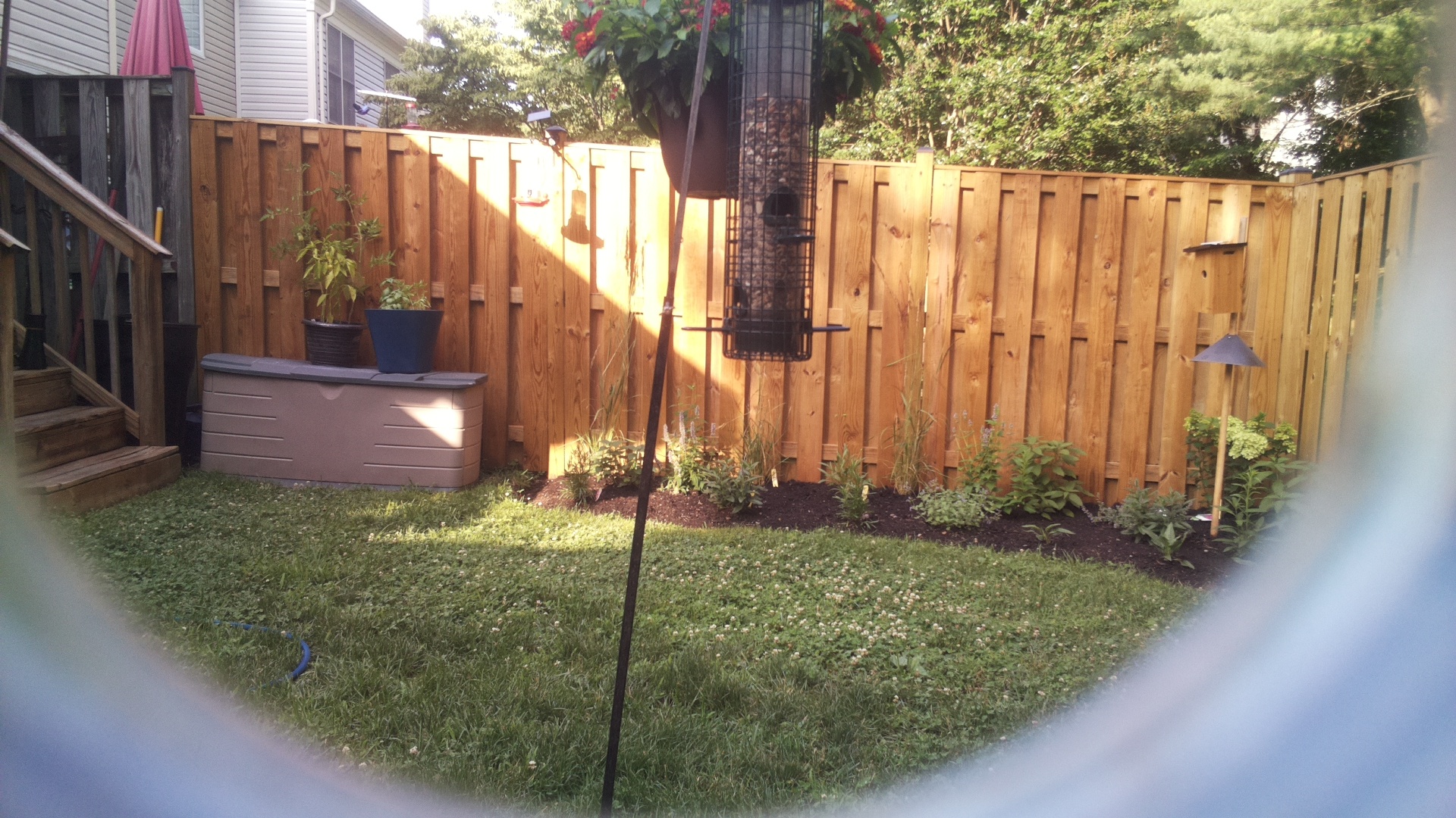 Blue Jay