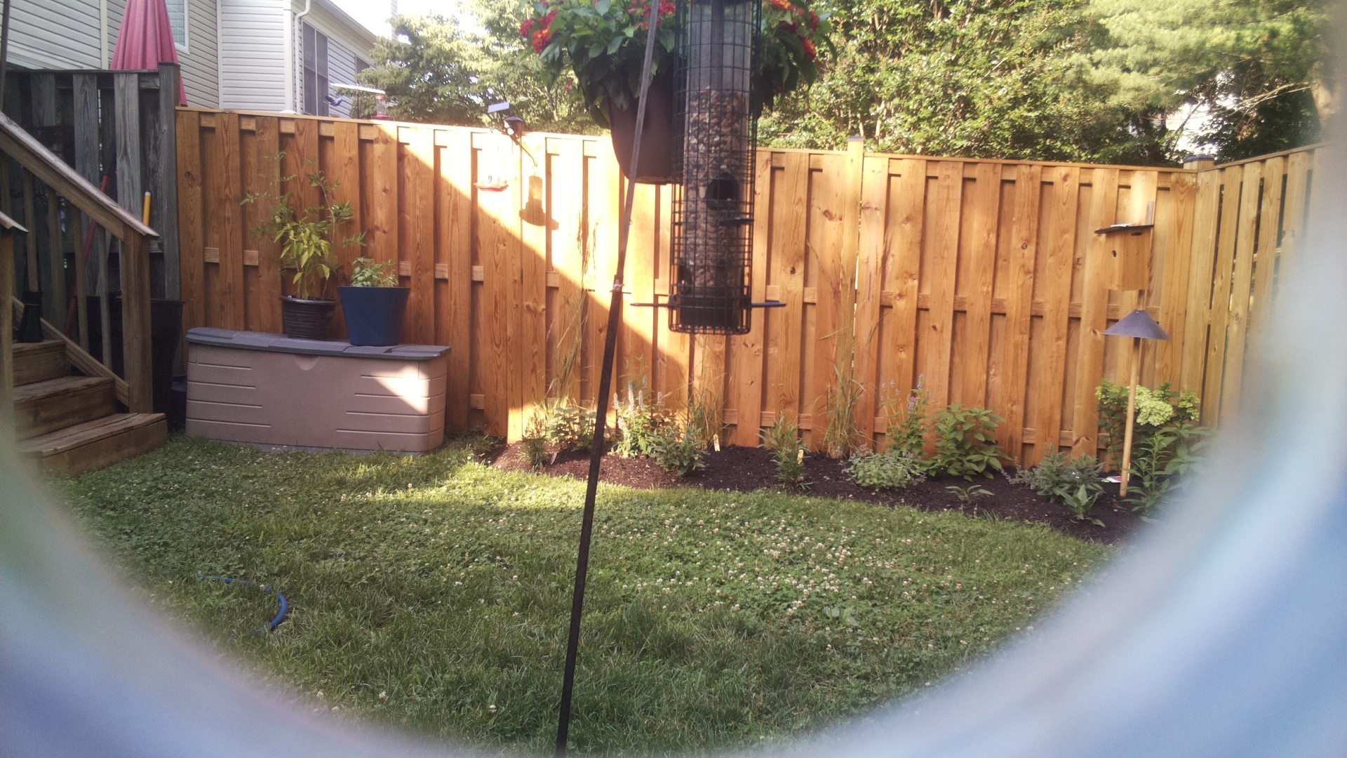 Blue Jay