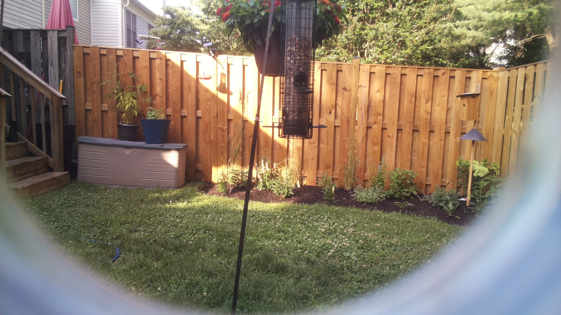 Blue Jay