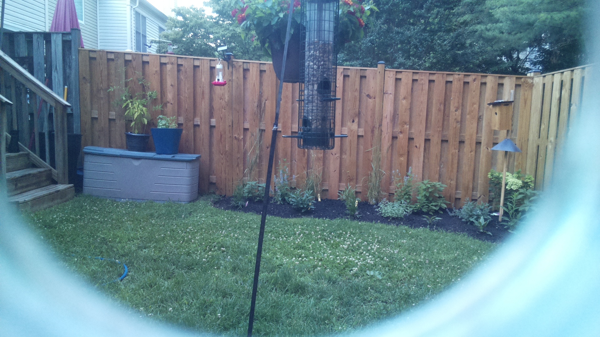 Blue Jay
