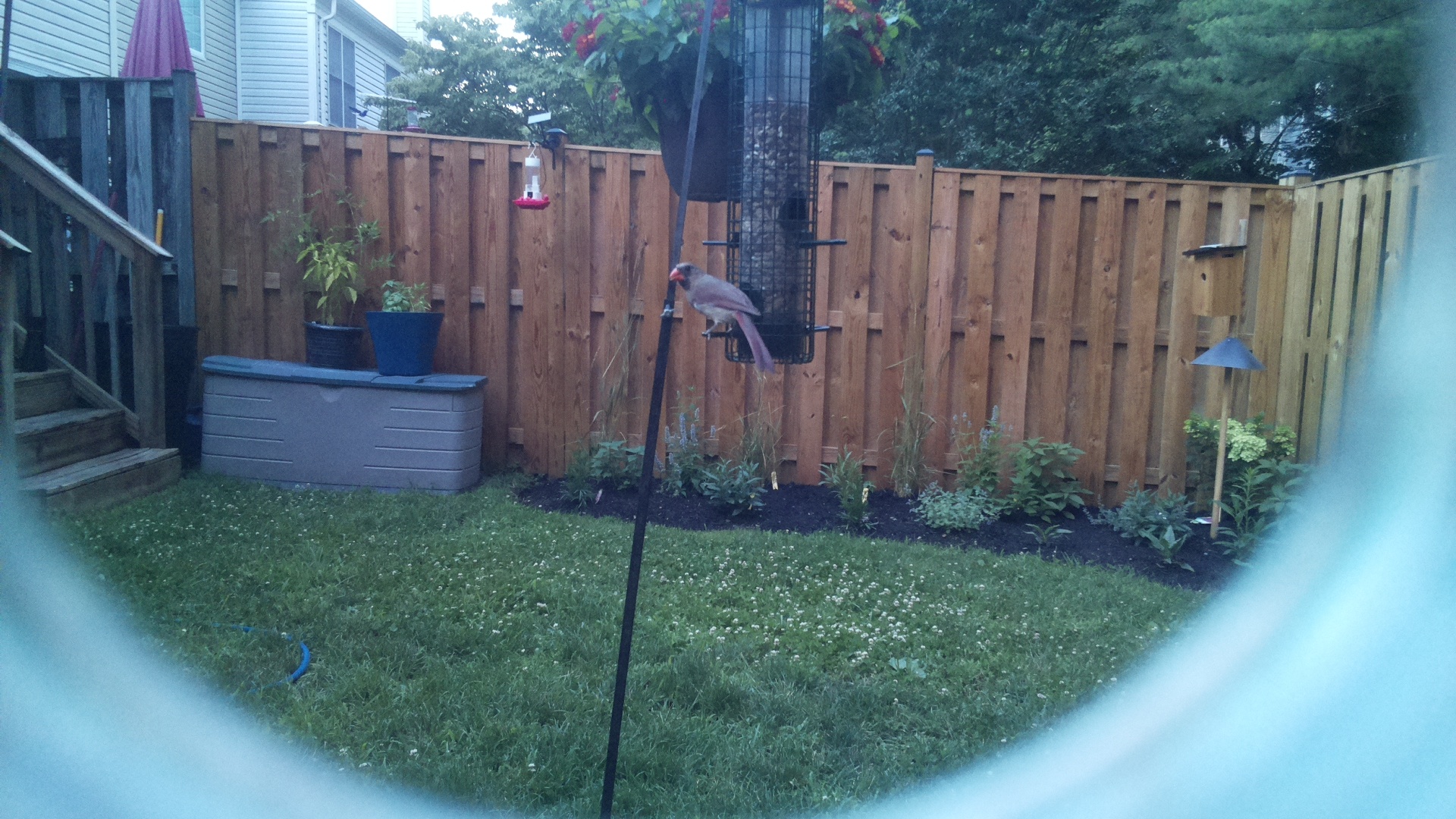 Northern Cardinal