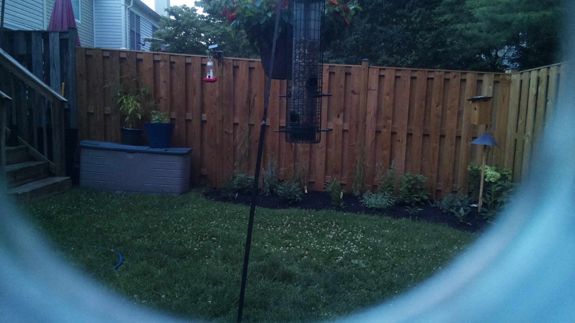 Blue Jay