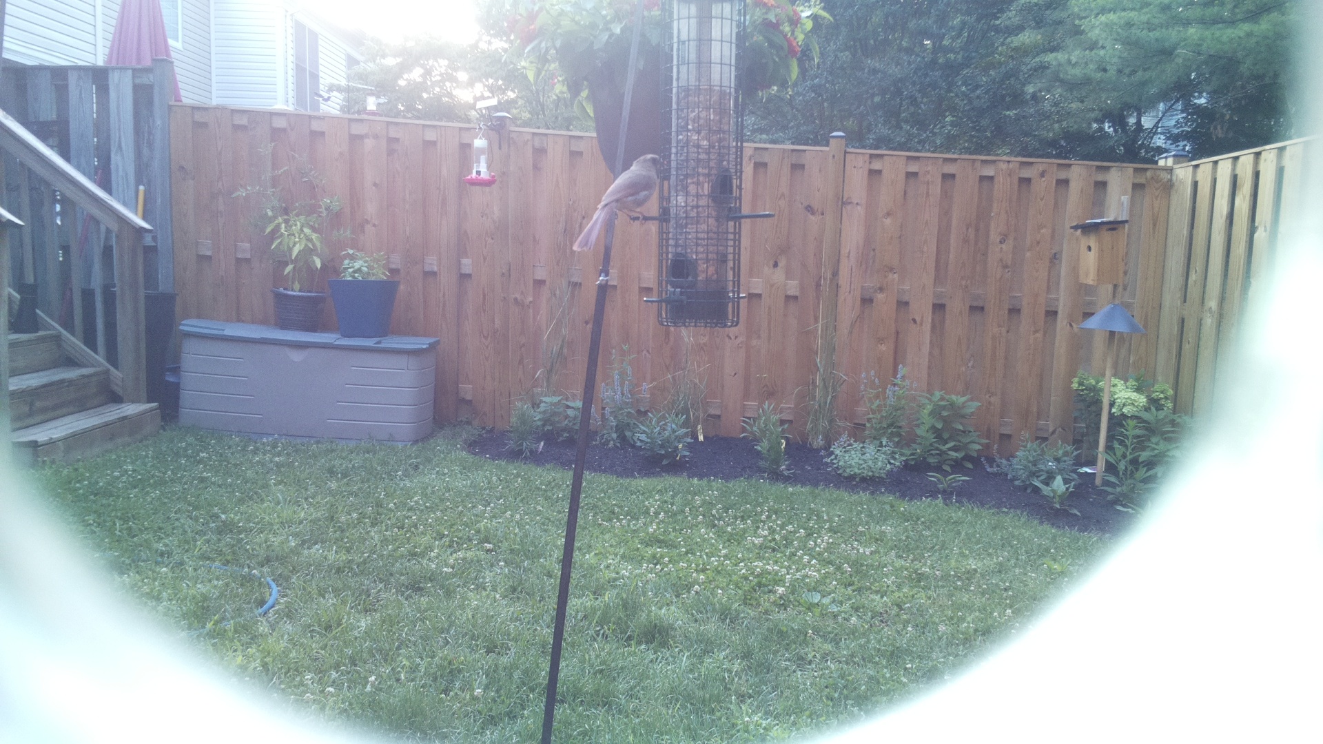 Likely Finch