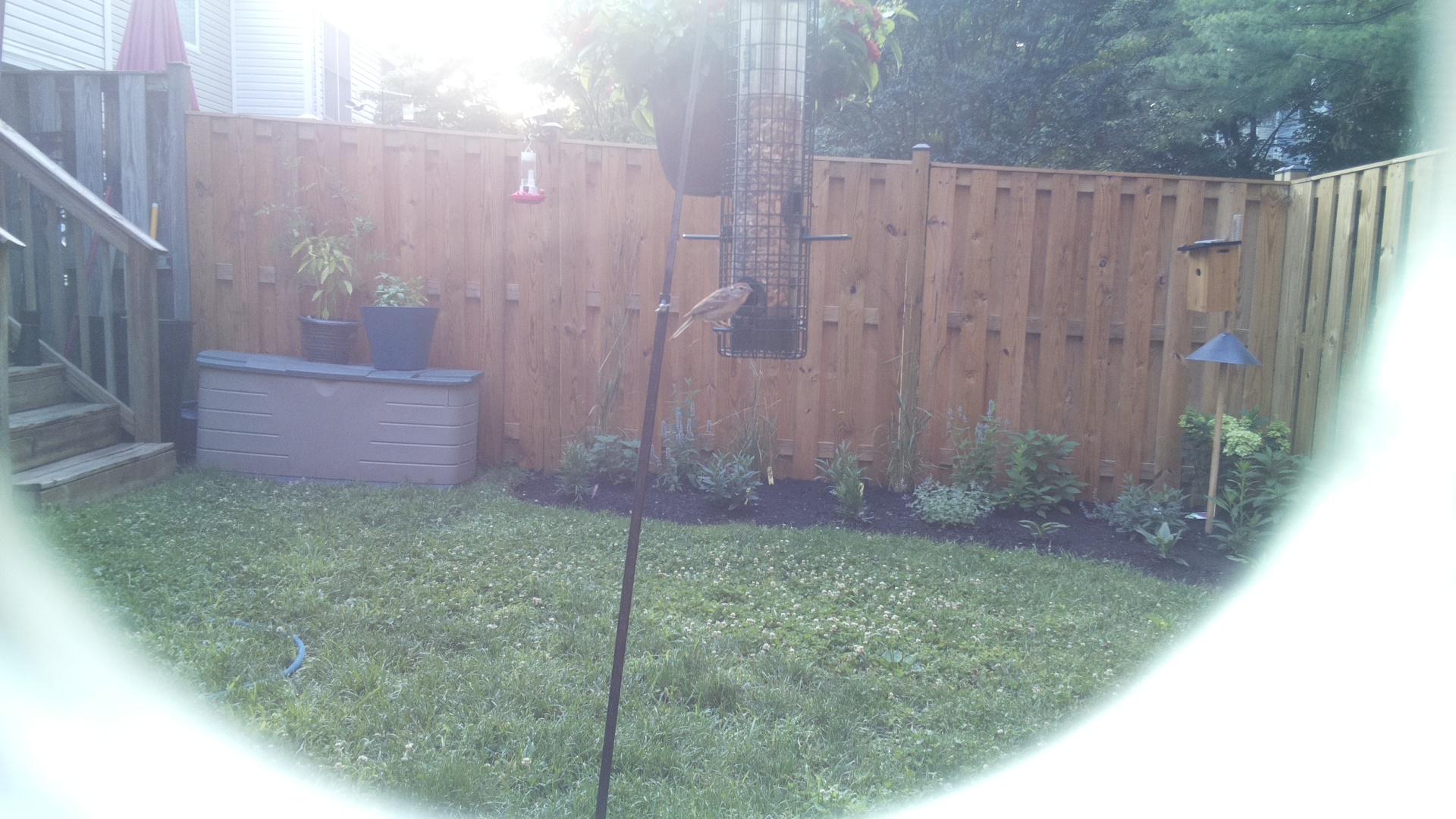 Unknown Bird