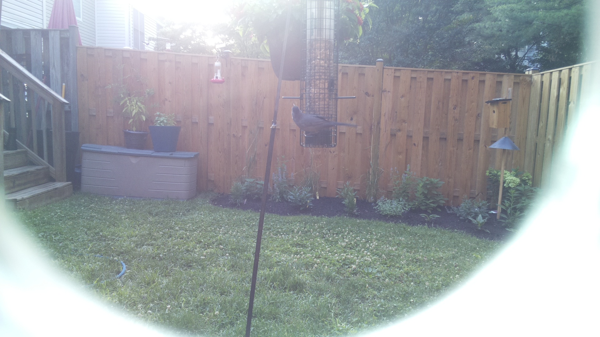 Brown-headed Cowbird