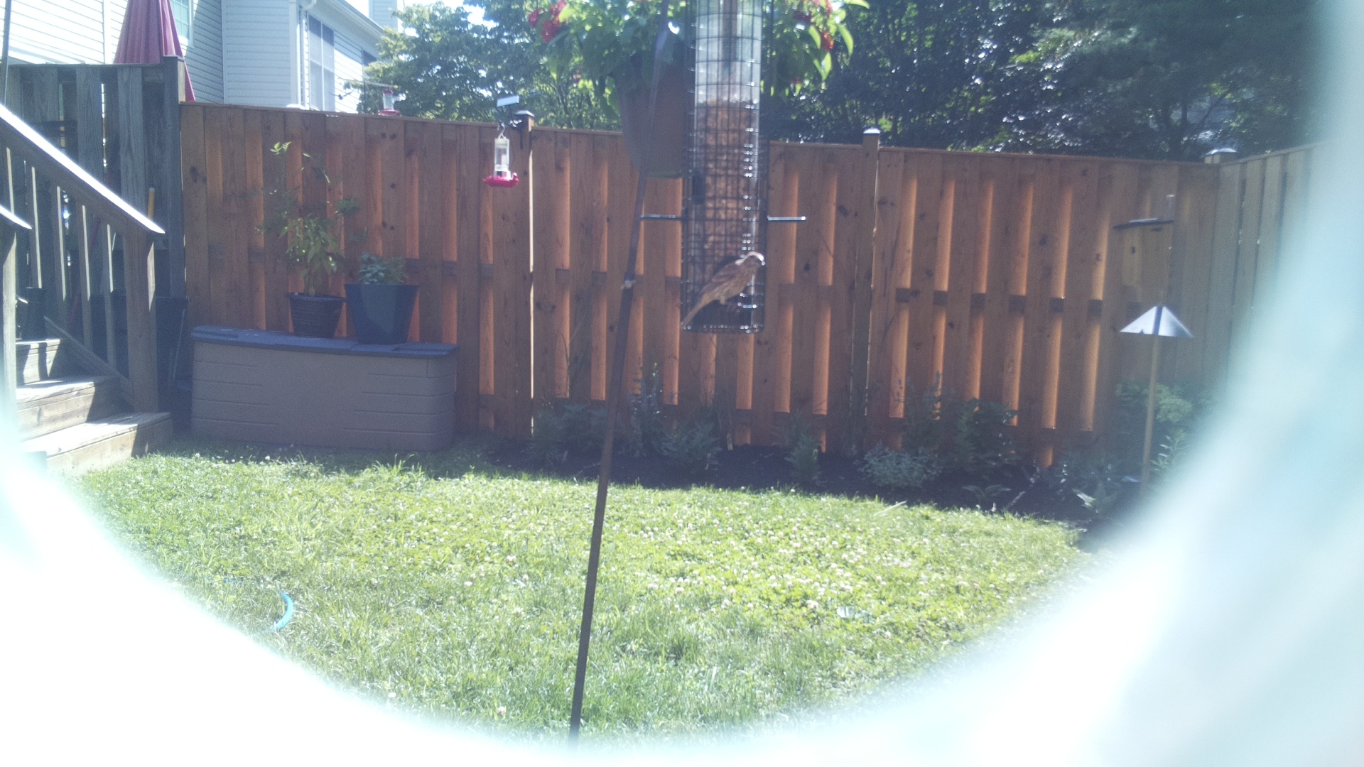 Likely Finch