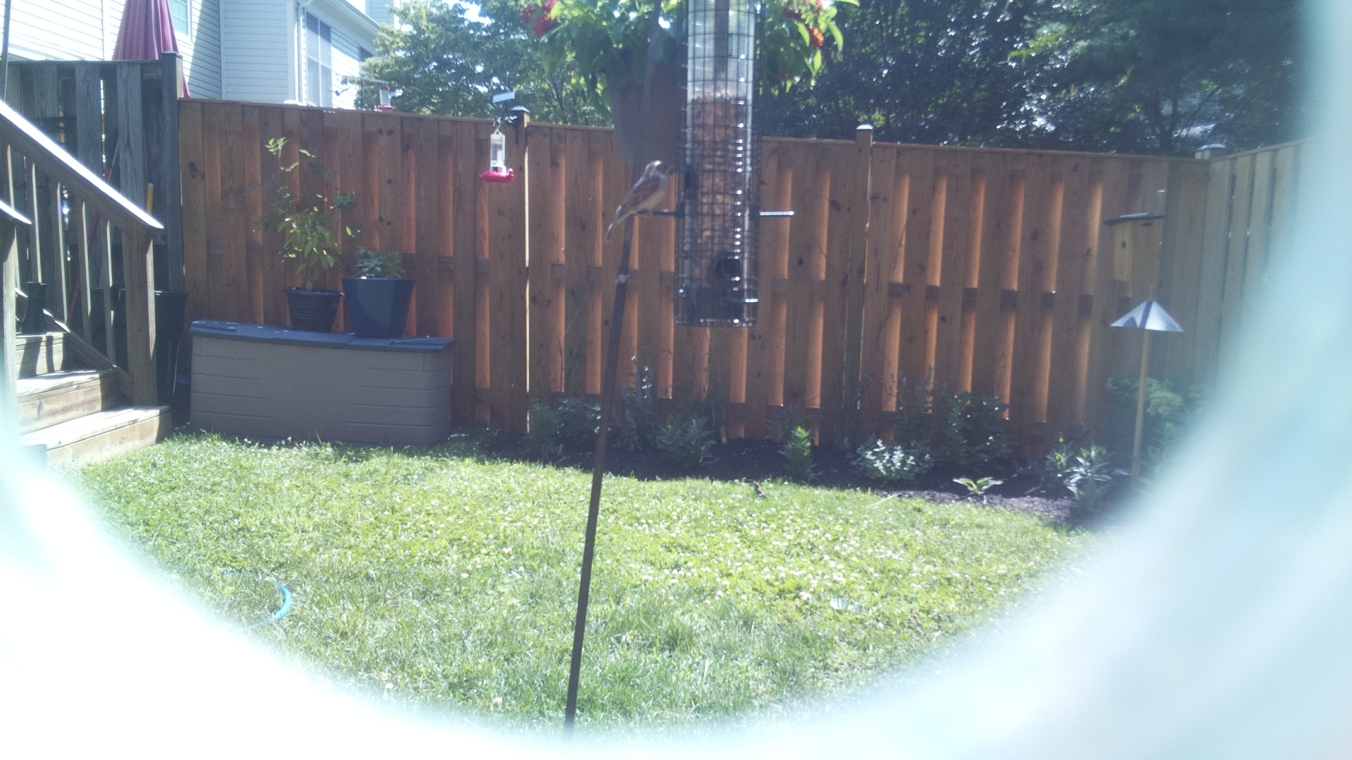 Unknown Bird