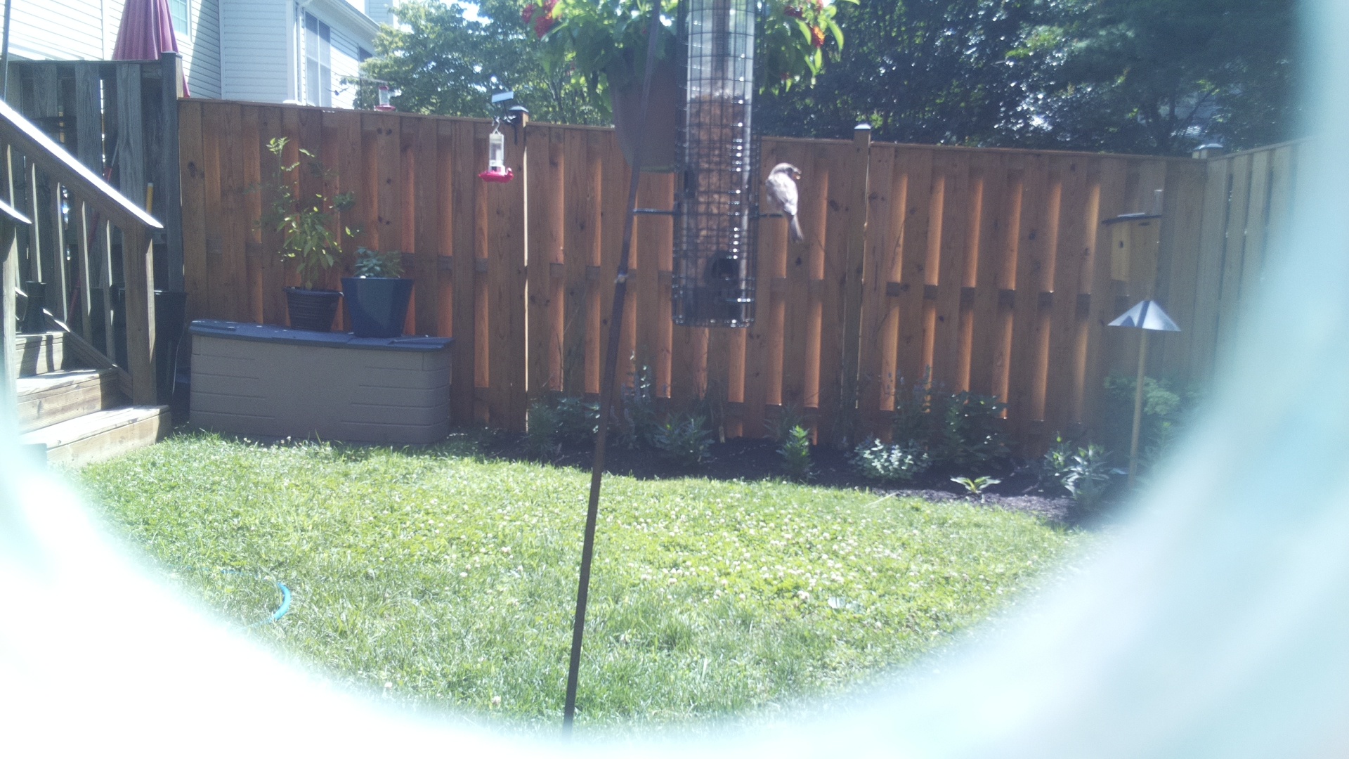 Likely Sparrow