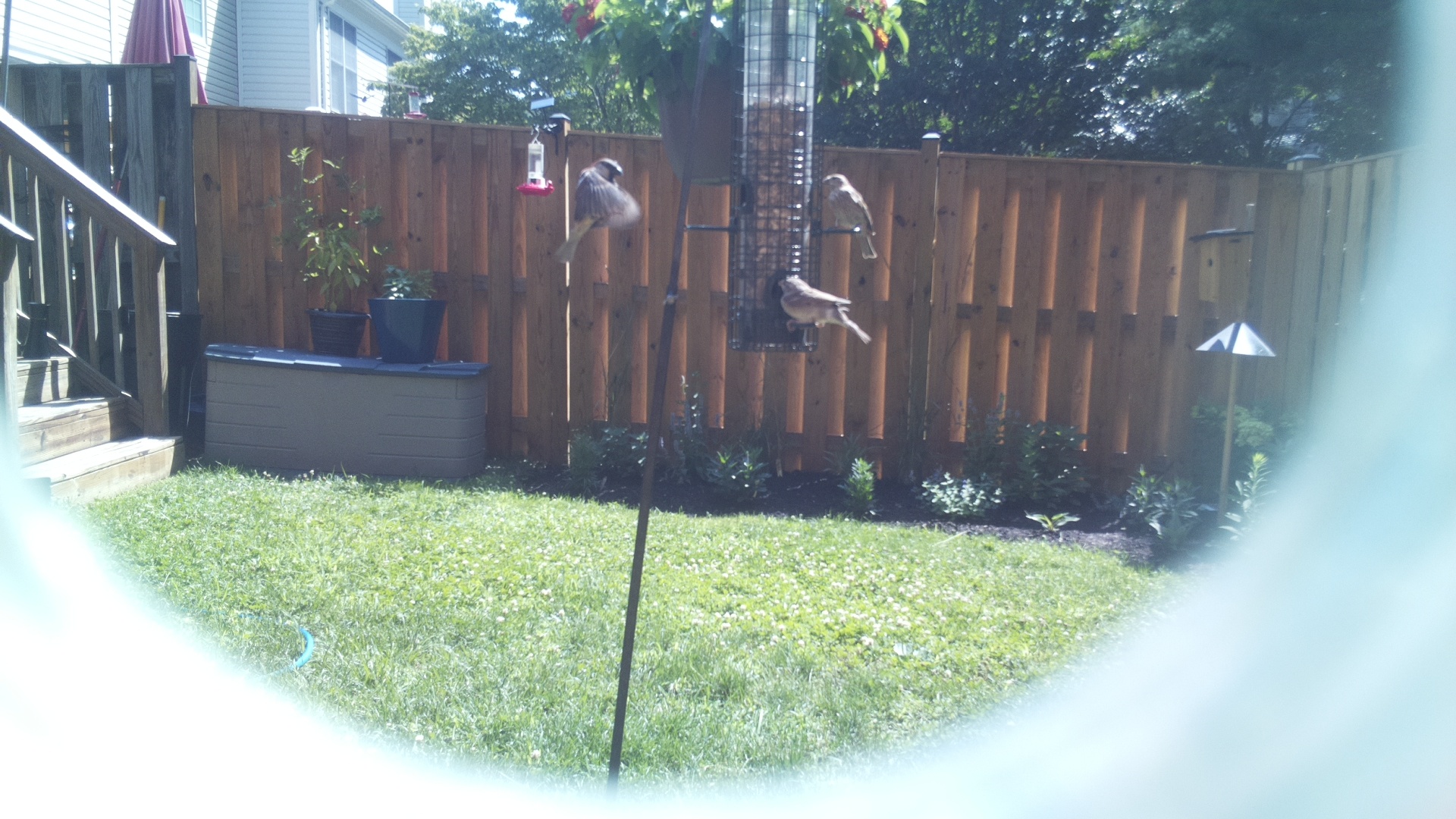 Unknown Bird