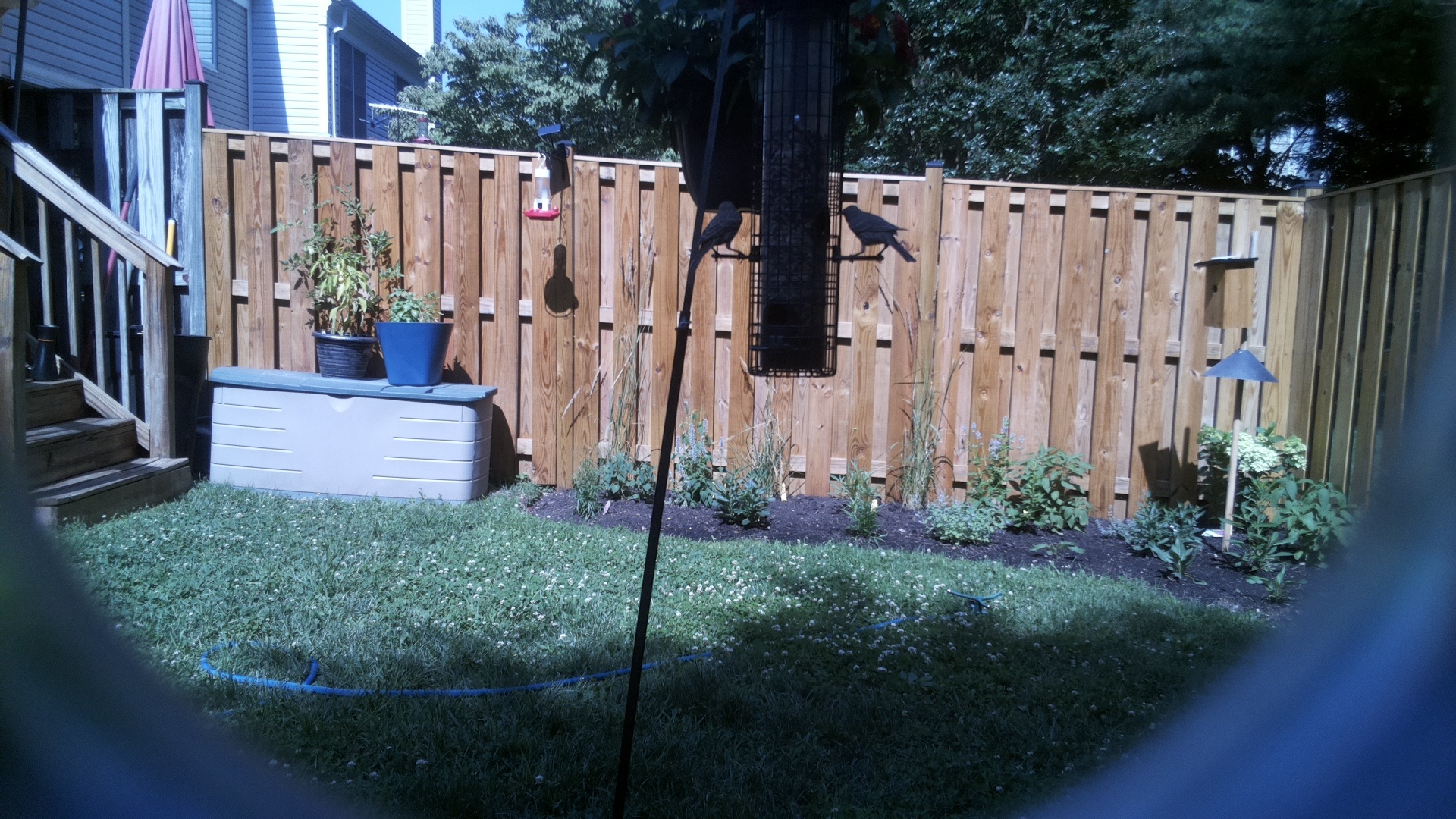 Likely Blackbird/Grackle