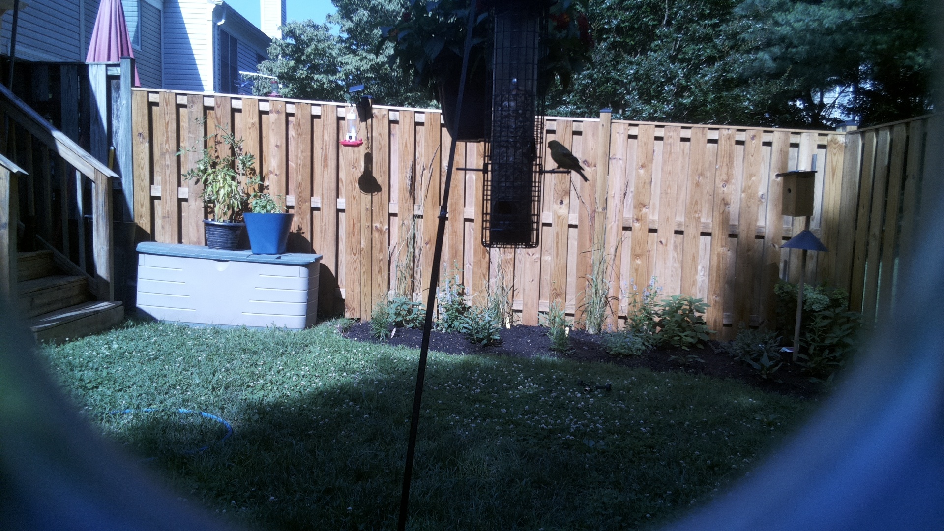 Brown-headed Cowbird