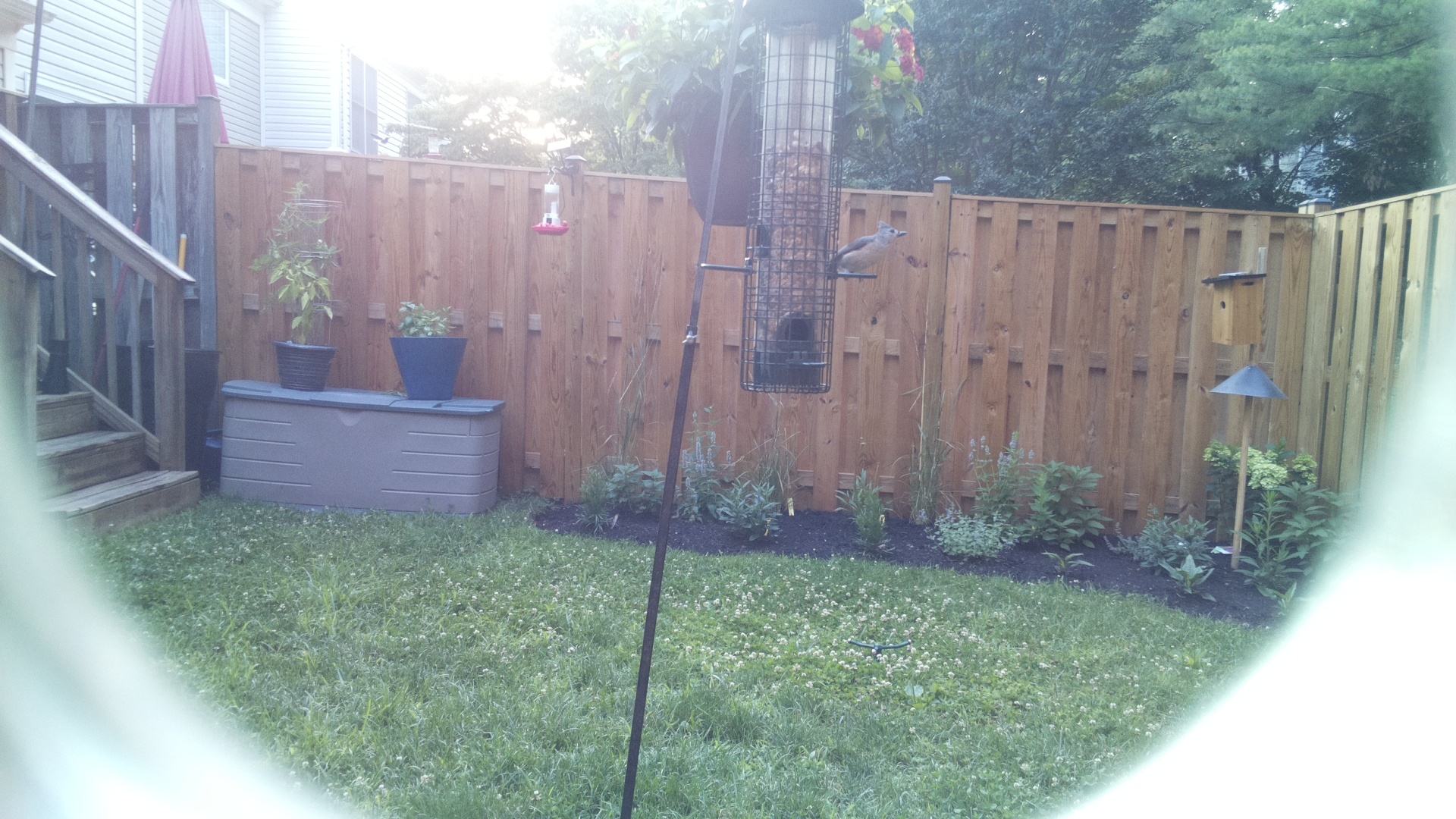 Tufted Titmouse