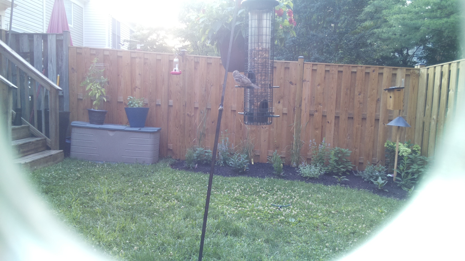 Purple Finch
